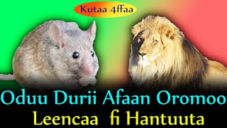 Oduu Durii Afaan Oromoo  Leencaa fi Hantuuta  Urjii Creativity [upl. by Ashbaugh]