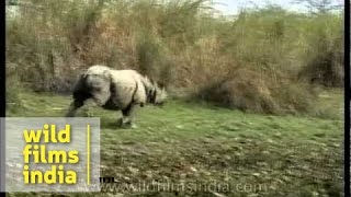 The Wild Rhino chase Running rhinoceros in Kaziranga [upl. by Anyd532]