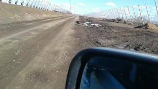 Eagle eating carcass in Mabton  WA [upl. by Lomax]