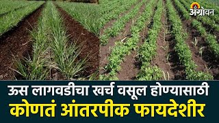 Sugarcane Intercropping  उसात कोणतं आंतरपीक घ्याल Agrowon [upl. by Mallory]