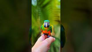 Get Prompt For a Parrot 🦜 Sitting on Hand  Kling Ai animals wildlife birds parrot [upl. by Cati]