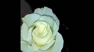 Que significa la rosa Blanca Rosas blancas Cual es su significado [upl. by Odama]