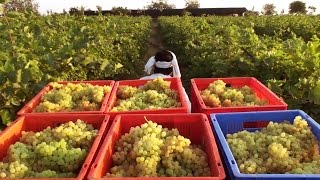 Thompson seedless Grape Harvesting [upl. by Annayr79]