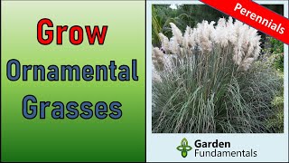 Growing Ornamental Grasses 🥰️🌾😆 10 Amazing Perennial Grasses [upl. by Yarak]