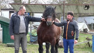 LIČANIN PRODAO KONJA O KOME BALKAN PRIČA [upl. by Ycnalc]