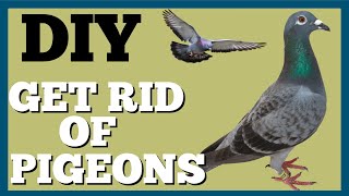 Trick to Get Rid of Pigeons on Roof  Dads Den [upl. by Trumaine683]