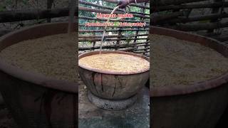 How to make parboiled rice from paddy viralvideo shortvideo proses youtubeshortvideo viral [upl. by Busey]