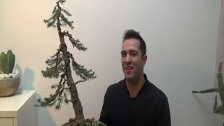 Picea omorika bonsai origin story plant hormesis [upl. by Keavy311]