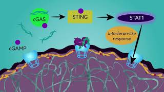 New research brings causes of progeria into closer focus [upl. by Iolande]