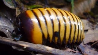 MEET THE GIANT PILL MILLIPEDE DOUG [upl. by Belsky67]