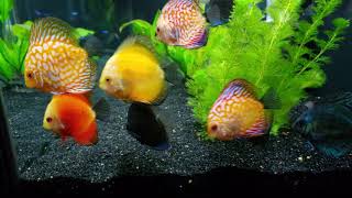 The Ultimate Most Relaxing  Planted 75 Gallon Discus Tank  HD  4k  Dolby Digital 51 [upl. by Lind432]