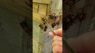 Gently Removing Giant Hornets Saving Japanese Honeybees [upl. by Lauretta]