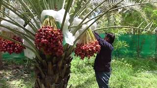 Date palm fruit Cultivation பேரிட்சை பழம் சாகுபடி [upl. by Aleunam]