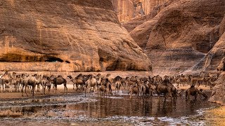 Guelta dArchei  Ennedi Chad [upl. by Harol]