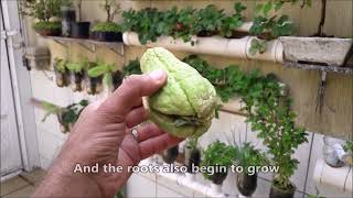 How to grow Chayote from Fruit at Home step by step [upl. by Rinum]