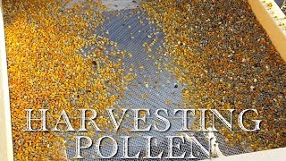 How to Harvest Honeybee Pollen [upl. by Annekcm]