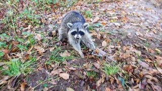 How To Trap Raccoons Traps Bait Location and MORE [upl. by Korey800]