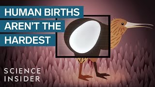 The Most Extreme Births In The Animal Kingdom [upl. by Gervase]