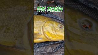 THE TENCH IS SUCH A BEAUTIFUL FISH tench TINCA fish fishing anglinglife angling autumn [upl. by Ekaj]