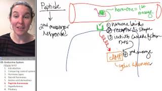 Endocrine 6 Peptide hormones [upl. by Akir802]