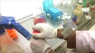 how to prepare media for cell and tissue culturing [upl. by Arahd967]