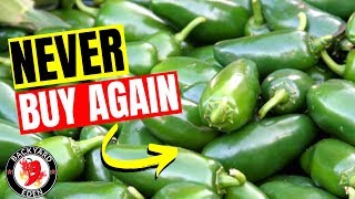 How To Grow Jalapenos From Seeds  Starting seeds [upl. by Oberheim]