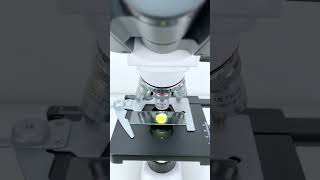 Softboiled egg magnified 40 times is seriously cool shorts microscope science [upl. by Attenat]