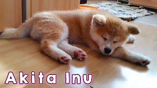 AKITA INU  The Life Of A Japanese Akita Puppy  秋田犬 [upl. by Llyrpa]