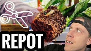 How to Repot a Snake Plant [upl. by Cassandra715]