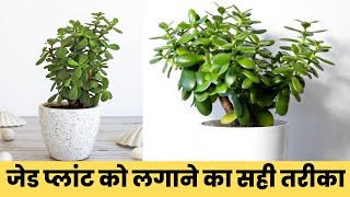 How to propagate a Jade Plant [upl. by Anol429]