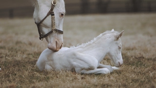 Rare White Foal a Patchen Wilkes Specialty [upl. by Droc]