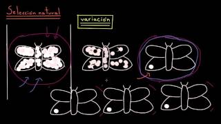 Introducción a la evolución y la selección natural  Biología  Khan Academy en Español [upl. by Kip]