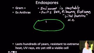 Microbiology Bacterial cell strucrure and fucntion ENDOSPORES [upl. by Lothaire]