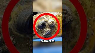 This massive SEA turtle was infested with barnacles 😱 shorts barnacles seaturtles [upl. by Bois]