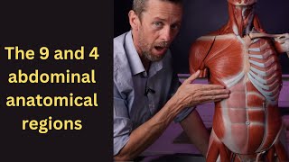 The 9 and 4 abdominal anatomical regions regionsanatomicalregions abdomen [upl. by Kamillah]