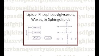 Lipids Phosphoacylglycerols Waxes and Sphingolipids [upl. by Airasor451]