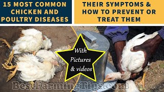 15 most common chicken and poultry DISEASES their symptoms and how to prevent or treat them [upl. by Olinad]