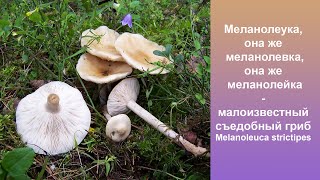 Меланолевка она же меланолеука она же меланолейка  съедобный гриб Melanoleuca strictipes [upl. by Alrahc48]