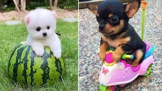 Baby Dogs 🔴 Cute and Funny Dog Videos Compilation 13  30 Minutes of Funny Puppy Videos 2021 [upl. by Dougald]