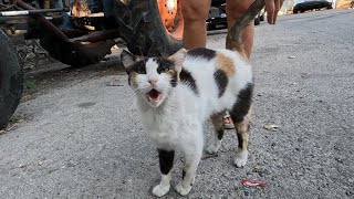 Talkative cat sitting on the tractor talks to me with its cute meow [upl. by Atnod183]