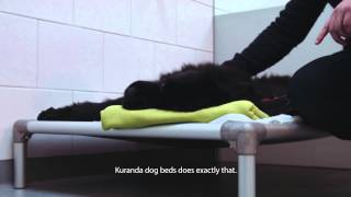 Kuranda dog beds Dr Paul Groenestein animal clinic “De Waterpoort” [upl. by Berna]