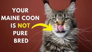 How to identify Your Maine coon Cat is Pure Bred or not [upl. by Hara]