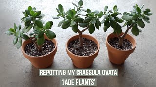 Separating amp repotting my Crassula Ovata Jade plants [upl. by Eletnahs]