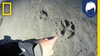 What’s Special About a Wolf’s Paw Print  National Geographic [upl. by Terti]