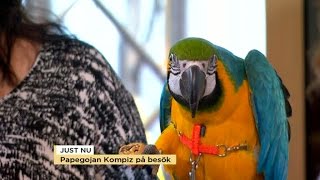 Så sköter du din papegoja  Nyhetsmorgon TV4 [upl. by Eceinart]