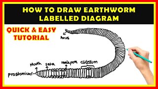 How to Draw a Labelled Diagram of an Earthworm  Easy StepbyStep Tutorial for Beginners [upl. by Giardap]