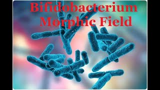 Bifidobacterium Morphic Field [upl. by Rora]