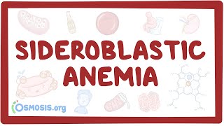 Sideroblastic anemia  causes symptoms diagnosis treatment pathology [upl. by Elrak]