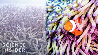 Why The Great Barrier Reef Could Disappear By 2050 [upl. by Dnomyad]