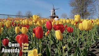 Tulip Time Festival  Holland Michigan [upl. by Patten]